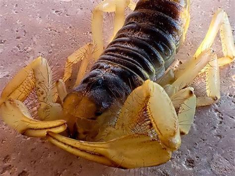 What Tucson & Southern AZ Homeowners Should Know About Scorpions