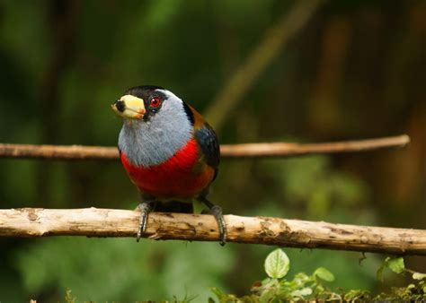 Birding in Mindo | Zen Travellers