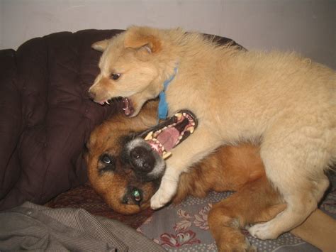 File:Two dogs seems like fighting but are NOT Jan 2008 Shot in Jalandhar Punjab India by ...
