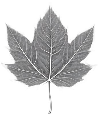 Black And White Leaf PNGs for Free Download