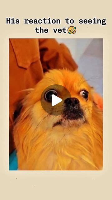 funny animals (⁠•⁠‿⁠•⁠) on Instagram: "🐾🐶 DAY 58: Funny dog Video 🐶 🐾 🎬 ...