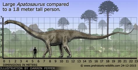 Apatosaurus size by Frylock921 on DeviantArt