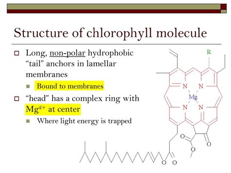 Chlorophyll Structure And Function