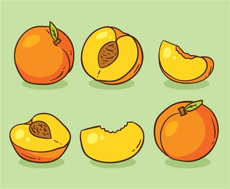 Hand Drawn Peach Fruit Vector Vector Art & Graphics | freevector.com