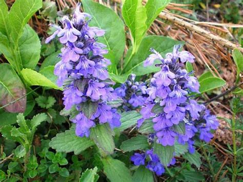 Bugleweed | Herbal Medicine, Medicinal Uses, Ground Cover | Britannica