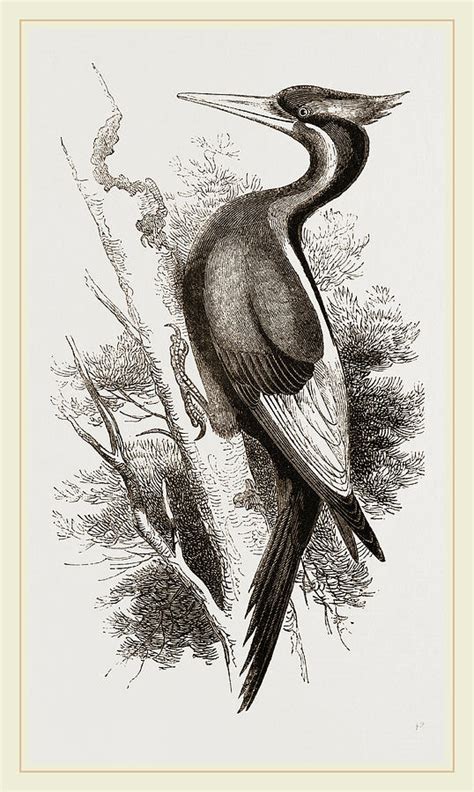 Ivory-billed Woodpecker Drawing by Litz Collection - Fine Art America