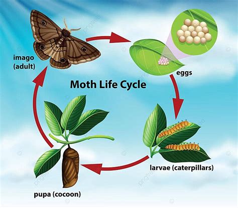 A Moth Life Cycle Art Template Caterpillars Vector, Art, Template, Caterpillars PNG and Vector ...