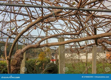 The Seasonal Pruning of Kiwi Trees Stock Image - Image of leisure, tree ...