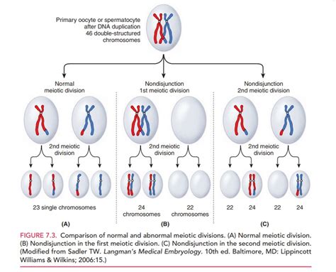 Abnormalities in Chromosome Number