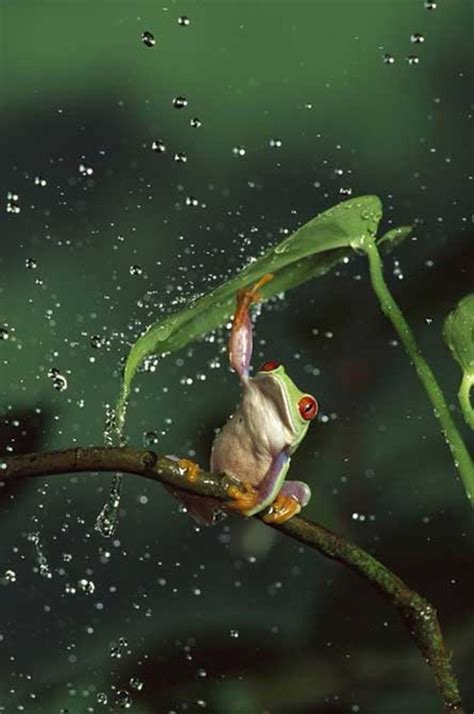 40 Excellent Photography of Animals in Rain