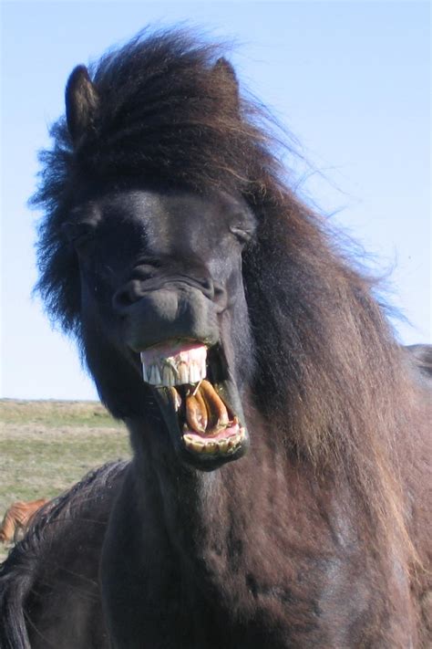 Horse Stock: Yawning 1 by thevirtualgaucho on DeviantArt