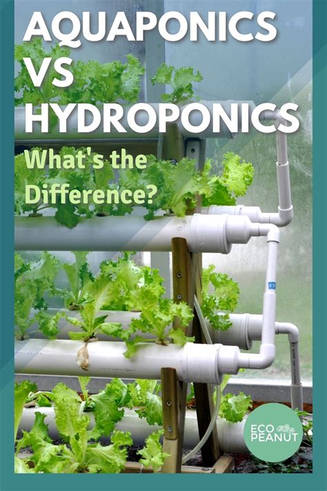 Aquaponics vs Hydroponics (and how to choose) - Eco Peanut