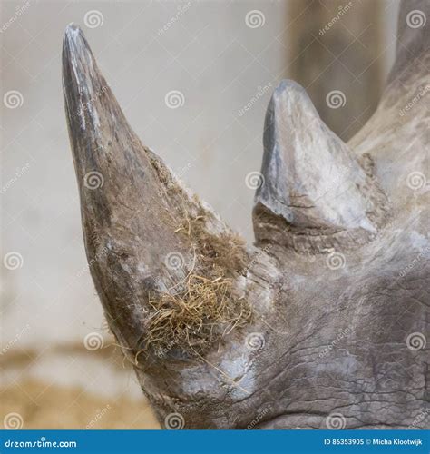 Rhino with horn close up stock image. Image of hunting - 86353905