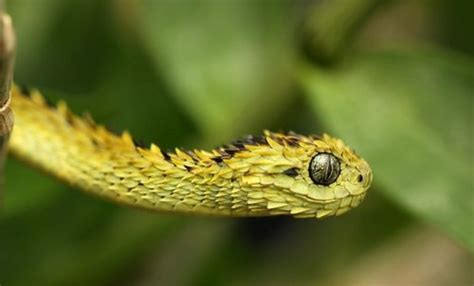 Atheris hispida | Hispida, Linda