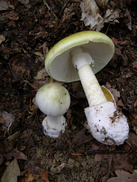 2023 Leongatha mushroom poisoning - Wikipedia
