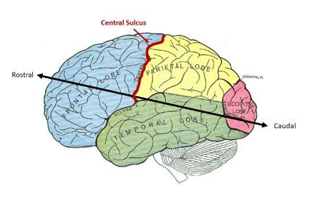 The _____ lobe is caudal to the central sulcus. | Homework.Study.com