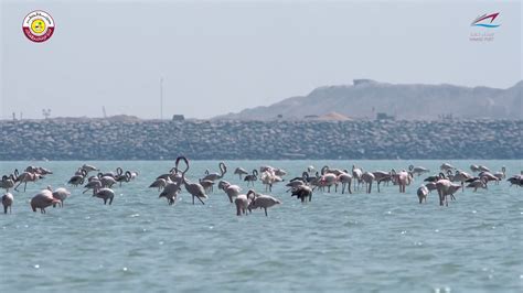 Hamad Port - Ensuring sustainable mega port development - World Port Sustainability Program