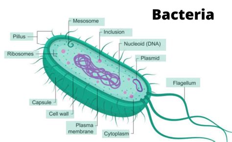 Basic Structure Of Bacteria