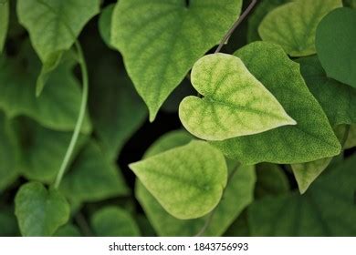 Variegated Hedera Helix Cultivar Stock Photo 1843756993 | Shutterstock