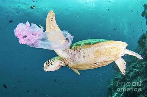 Green Turtle And Waste Plastic Bag Photograph by Scubazoo/science Photo ...