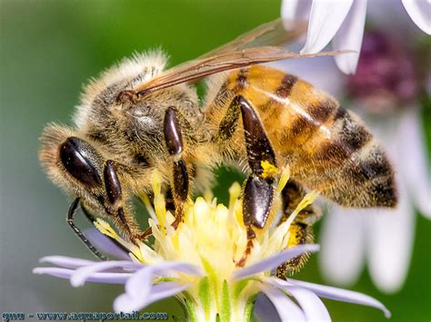 Abeille : définition et explications