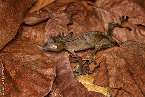 Satanic leaf-tailed gecko, Uroplatus phantasticus, lizard from Ranomafana National Park ...