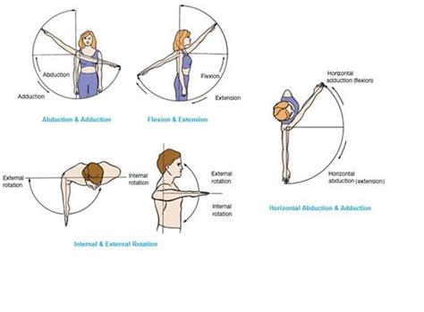 Muscles That Move the Arm | How to study anatomy, Muscle, Anatomy