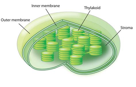 What is a thylakoid? | Socratic