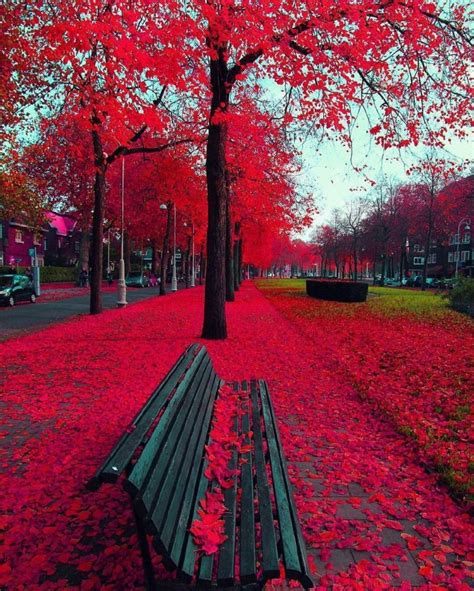 bench, Red, Trees Wallpapers HD / Desktop and Mobile Backgrounds