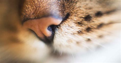 Cat Boogers (Black Crust Discharge From Your Cat's Nose - Explained!)