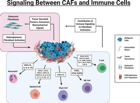 Figures and data in Cancer-associated fibroblasts and their influence ...