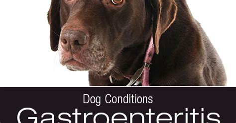 Dog Conditions: Gastroenteritis is when ... | Dawg Business: It's Your Dog's Health!