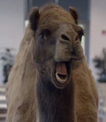 Voice Of Hump Day Camel - GEICO | Behind The Voice Actors