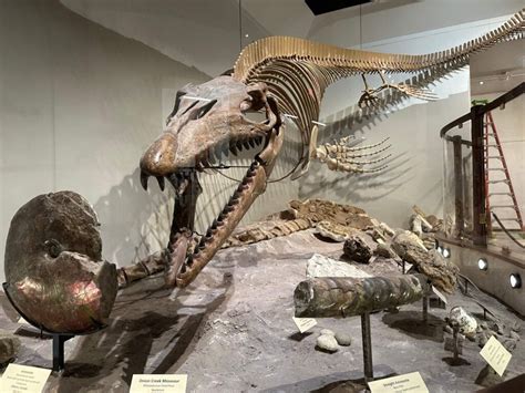 Texas Science & Natural History Museum Is Now Open! - Austin Fun for Kids