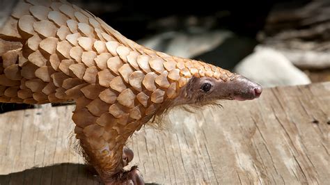 Tree Pangolin | San Diego Zoo Animals & Plants