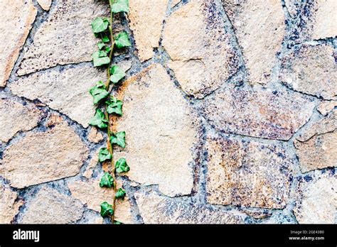 Grey brick wall with many plants around Stock Photo - Alamy