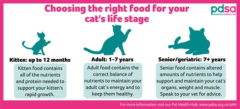 The best diet for your cat - PDSA