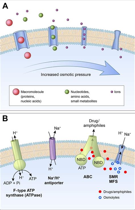 Osmotic Pressure In Cells