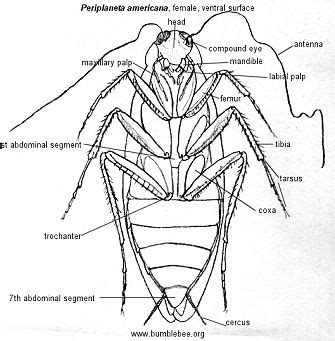 Roach: Roach Anatomy