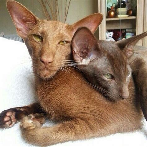 Pin by King Hunter on Egypt cat | Oriental shorthair cats, Pretty cats ...