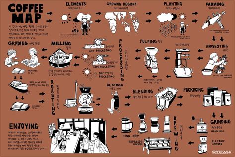 Coffeeguild - Coffeeguild's Photos | Coffee infographic, Growing coffee ...