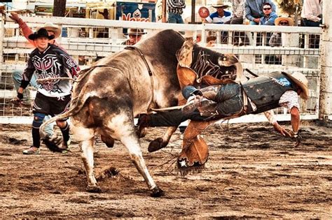 Biting the dust at the Warwick Rodeo - Australian Geographic