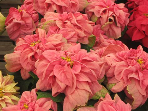 Amazing Pink Poinsettia's | Plant pictures, Poinsettia, Planting flowers