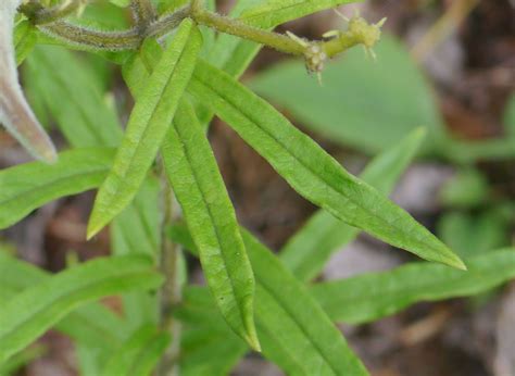 Butterfly weed (Asclepias tuberosa) | Identify that Plant