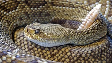 Identifying Rattlesnake Sounds: What Sound Do Snakes Make?