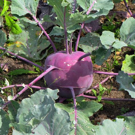 Todd's Seeds: Premium Purple Vienna Kohlrabi Seeds for Unique Gardens