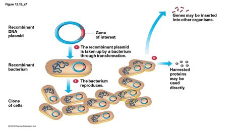 Biotechnology - Gene Cloning - YouTube