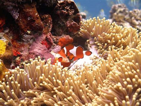 What Do Clownfish Eat? In the Wild & Aquarium