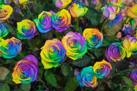 Rainbow Rose Flower and Multicolor Petals, Beautifully Named Happy ...