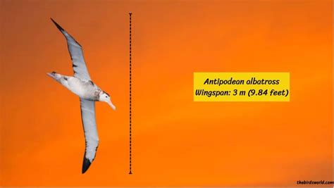 Wingspan Of Albatross: Complete List With Comparison